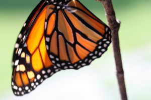 Monarch hanging upside-down from a twig