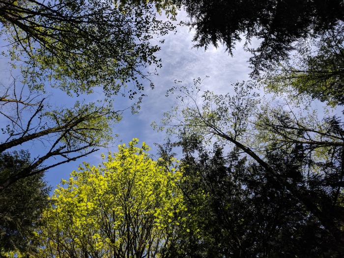 Treetops surrounding clear sky